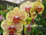 Phalaenopsis PH 049 Fancy Freckles