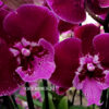 Phalaenopsis PH 213 Big Lip