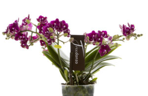 Phalaenopsis PHM 155 Sparrow