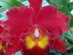 Brassolaeliocattleya Sanyung Ruby