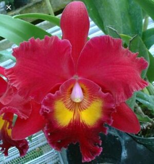 Brassolaeliocattleya Sanyung Ruby