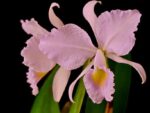Cattleya trianae var. coerulea x sib