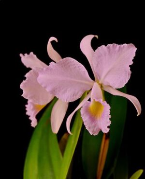 Cattleya trianae var. coerulea x sib