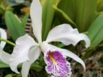 Cattleya maxima var. semi-alba x sib