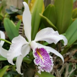 Cattleya maxima var. semi-alba x sib