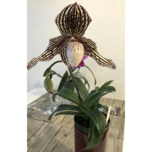 paph