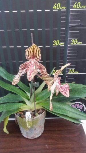 paph