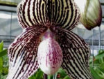 Paphiopedilum Daisy Barclay