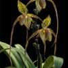 paph