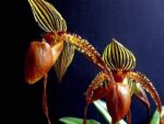 Paphiopedilum Formosa Lady x sib