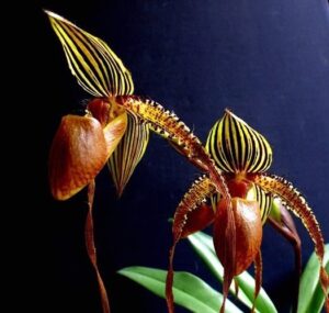 Paphiopedilum Formosa Lady x sib