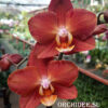 Phalaenopsis PH 294 Horizon