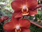 Phalaenopsis PH 294 Horizon