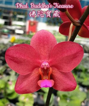 Phalaenopsis Buddha's Tresure