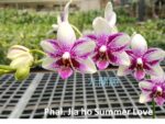 Phalaenopsis Jia Ho Summer Love