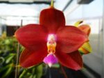 Phalaenopsis LD's Bear King RK-4
