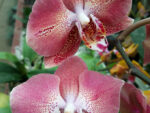 Phalaenopsis Leco Fantastic 'LI045-2'