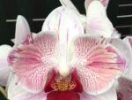 Phalaenopsis Little Gem Stripes (peloric - 2 eyes)