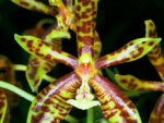 Phalaenopsis mannii х sib