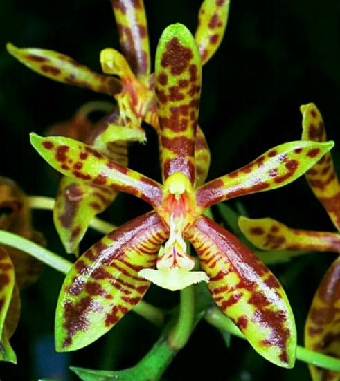 Phalaenopsis mannii х sib