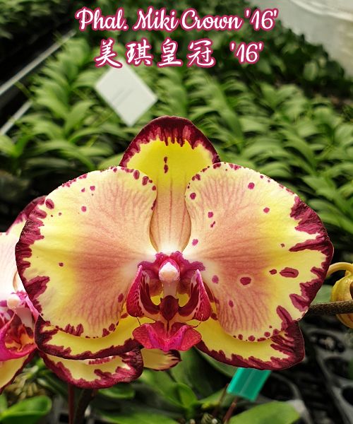 Phalaenopsis Miki Crown '16' SM/TOGA