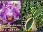 Phalaenopsis Sogo Vivien 'Sogo F858'