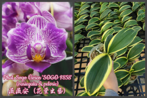 Phalaenopsis Sogo Vivien 'Sogo F858'