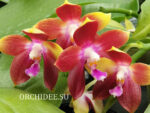 Phalaenopsis Tying Shin Fly Eagle '160'