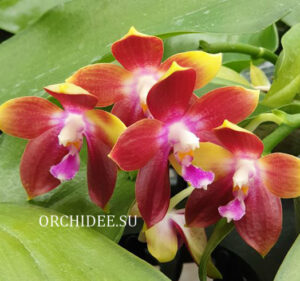 Phalaenopsis Tying Shin Fly Eagle '160'