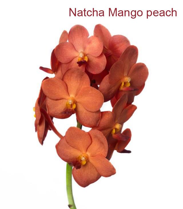 Ascocenda Natcha Mango Peach