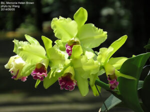 Brassolaeliocattleya Memoria Helen Brown