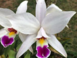 Laelia anceps semi-alba x self