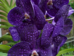 Vanda Nitaya Velvet Blackberry