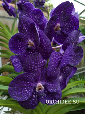 Vanda Nitaya Velvet Blackberry