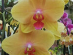 Phalaenopsis PH 298