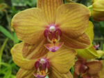 Phalaenopsis PH 299 Piacenza