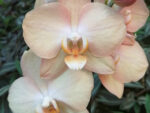 Phalaenopsis PH 300 Latina