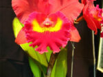 Rhyncholaeliocattleya Chief Emperor 'Carmen'