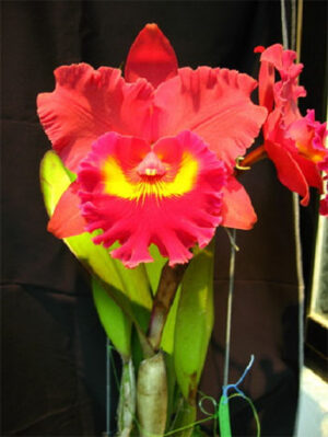 Rhyncholaeliocattleya Chief Emperor 'Carmen'