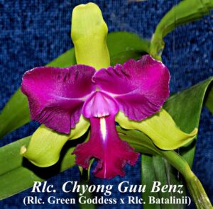 Rhyncholaeliocattleya Chyong Guu Benz