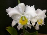 Rhyncholaeliocattleya Pastoral Innocence FCC/AOS