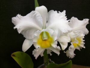 Rhyncholaeliocattleya Pastoral Innocence FCC/AOS