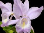 Rhyncholaeliocattleya See Breeze 'Blue Ribbon' HCC/AOS