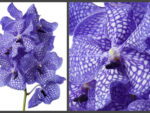 Vanda Kanchana Delft Blue
