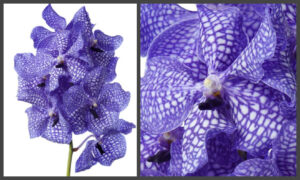 Vanda Kanchana Delft Blue