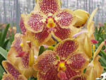 Vanda Sunanda Retro Red