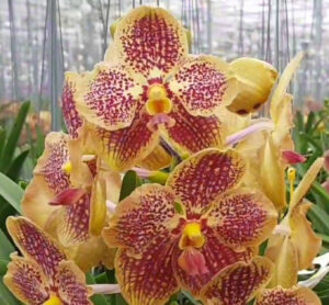 Vanda Sunanda Retro Red