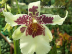 Beallara Tahoma Glacier 'Green'