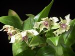 Dendrobium normanbyense