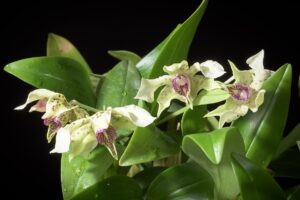 Dendrobium normanbyense